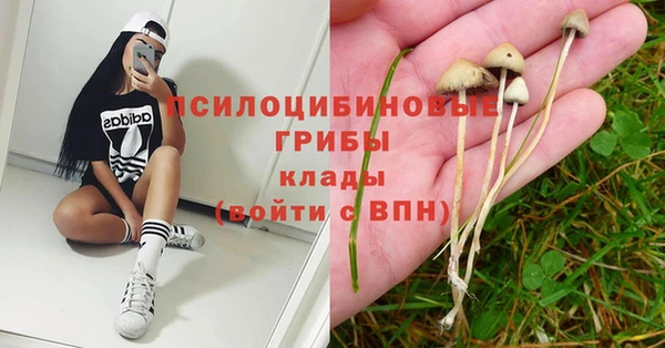стаф Алзамай